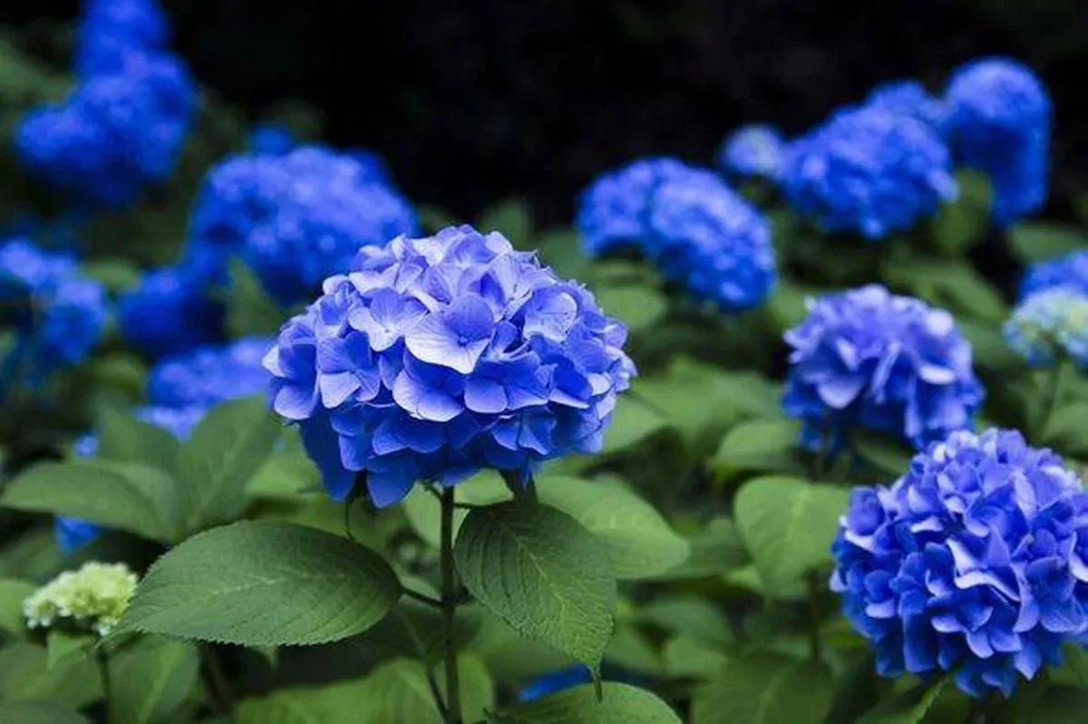 Du bicarbonate de soude dans le sol ? Pourquoi vos hortensias passeront du rose au bleu.