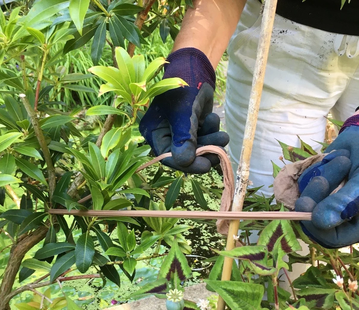 Des collants usagés sur vos tuteurs ? La méthode géniale pour guider vos plantes grimpantes.