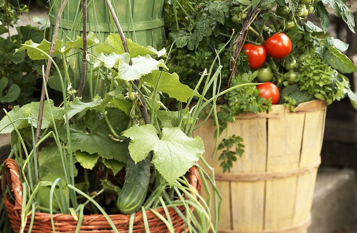 Jardiner en ville : 21 légumes qui transforment votre balcon en potager productif