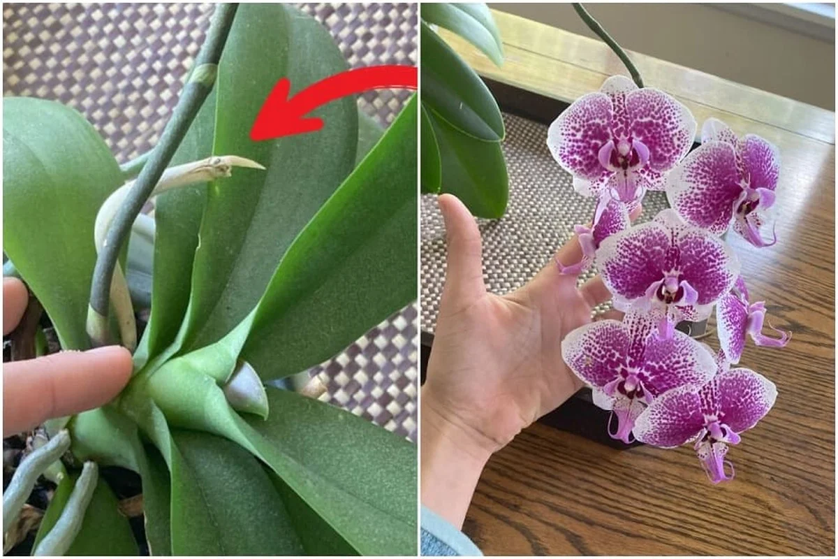 Un botaniste révèle : la technique secrète pour faire refleurir vos orchidées chaque année. - image 1