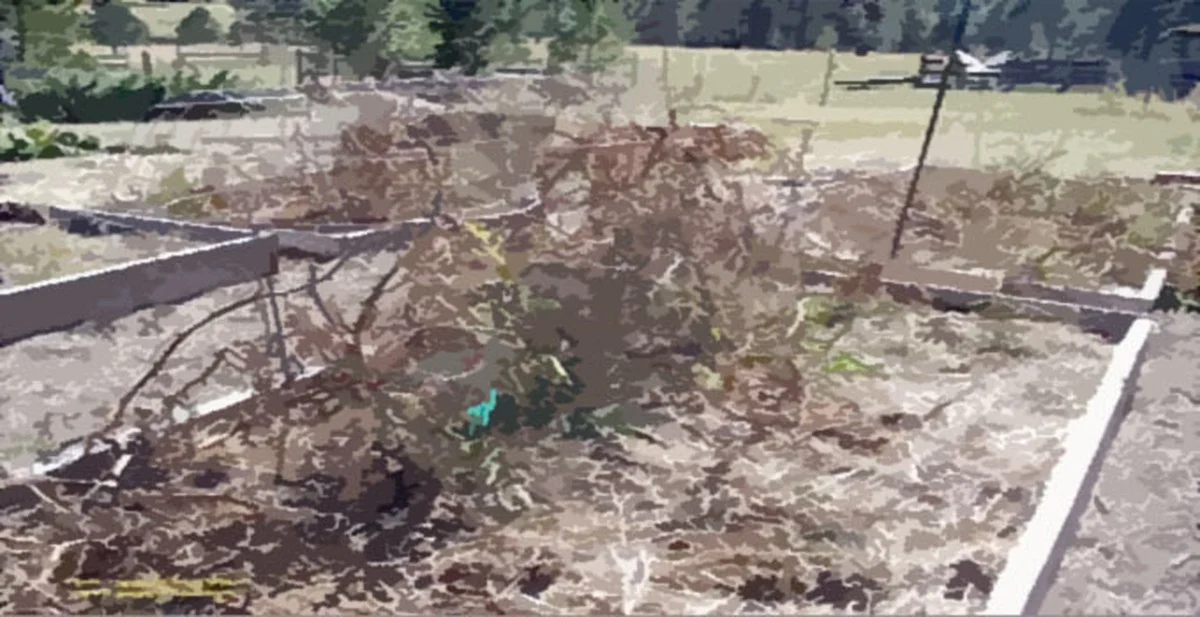 Les pépiniéristes vous supplient : ne jamais planter ces fleurs côte à côte dans votre jardin. - image 1