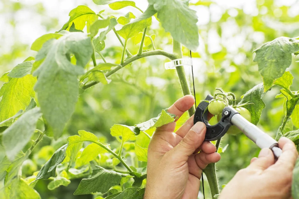 Les botanistes révèlent : la méthode secrète pour des tomates deux fois plus grosses et juteuses. - image 1