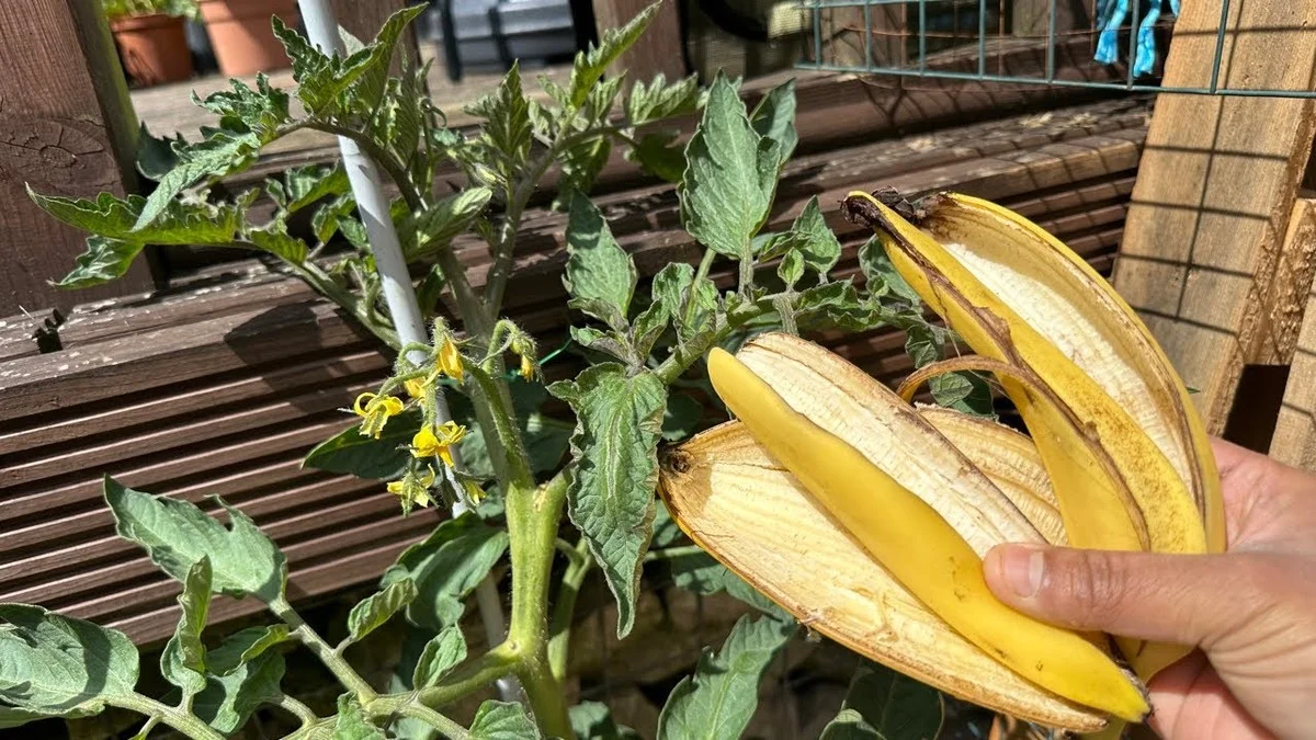 Des peaux de bananes enterrées près des tomates ? Le secret pour doubler votre récolte.