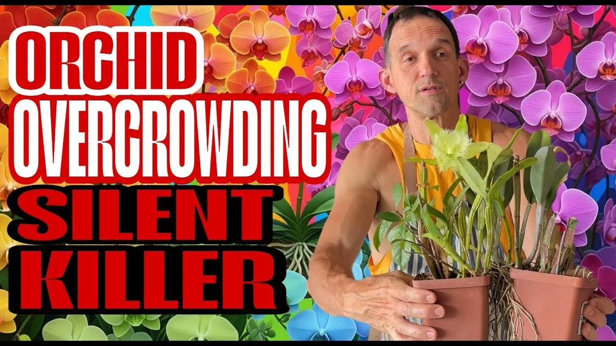 Les horticulteurs révèlent : l'erreur fatale que tout le monde commet avec les orchidées.