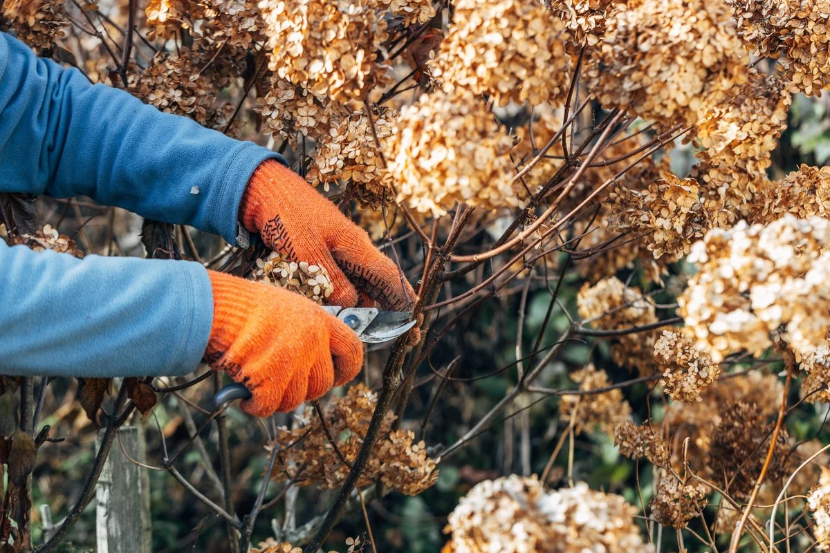 Les horticulteurs vous supplient : ne taillez jamais vos rosiers à cette période de l