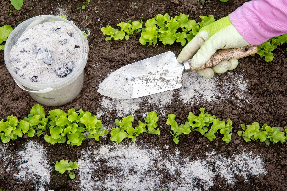 Cendres de bois saupoudrées au pied des plants ? L'engrais gratuit que personne n'utilise.