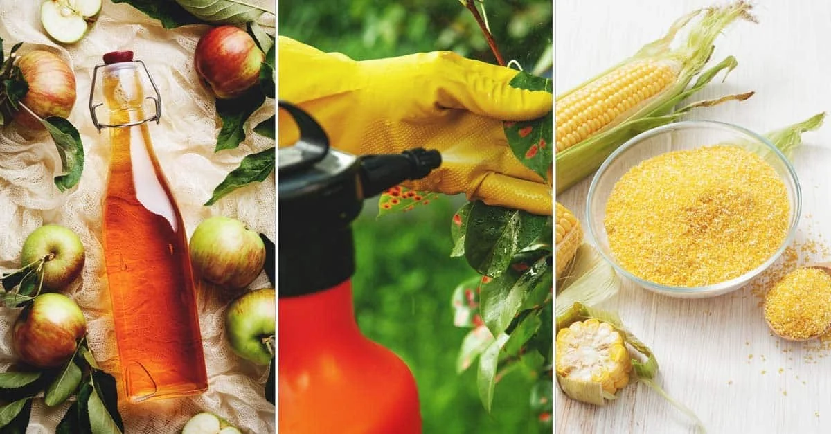 Du bicarbonate de soude sur les feuilles ? Le remède naturel contre l