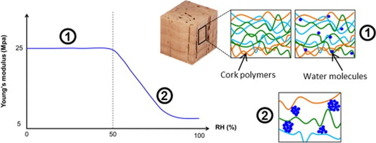 desbouchonsdeli-gen-4.webp Des bouchons de liège dans le sol du potager ? Pourquoi les jardiniers expérimentés jurent par cette méthode. - image 2