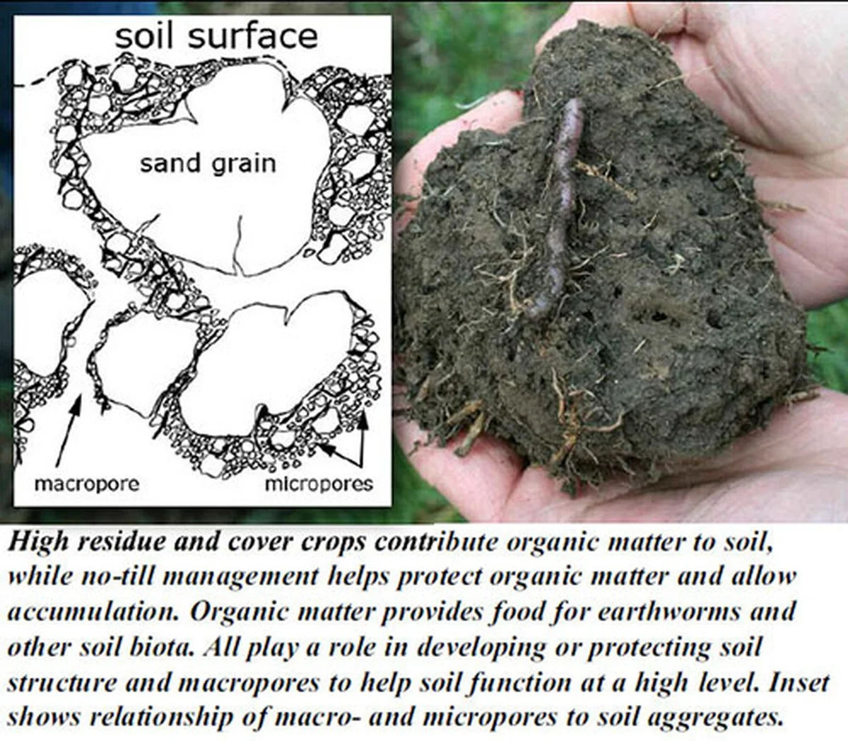 Bouchons de liège dans le sol du potager ? Pourquoi les jardiniers experts le font. - image 2