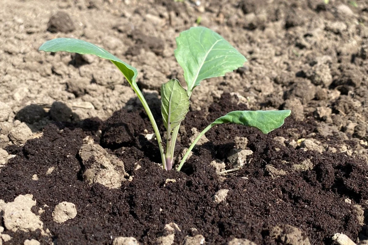 Du marc de café dans vos plates-bandes ? Comment il repousse les limaces naturellement.