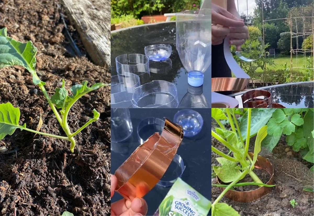 desbouteillespl-gen-2.webp Des bouteilles plastiques coupées dans votre potager ? La solution géniale contre les limaces. - image 1