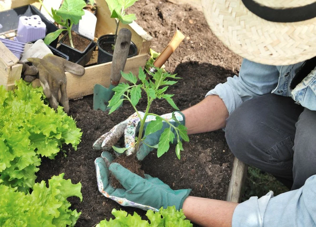Horticulteurs avertissent : ne jamais planter ces légumes côte à côte dans votre potager.