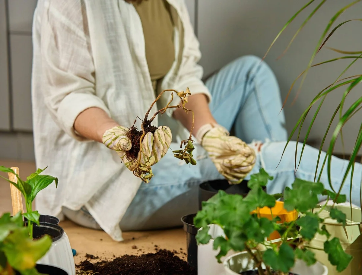 Un botaniste révèle: l'erreur d'arrosage qui tue 90% des plantes d'intérieur!