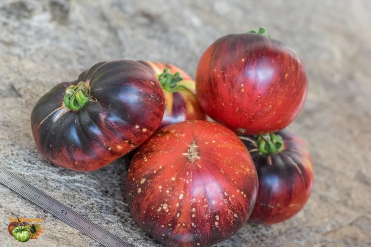 Les botanistes révèlent : la méthode secrète pour des tomates deux fois plus grosses et juteuses. - image 2