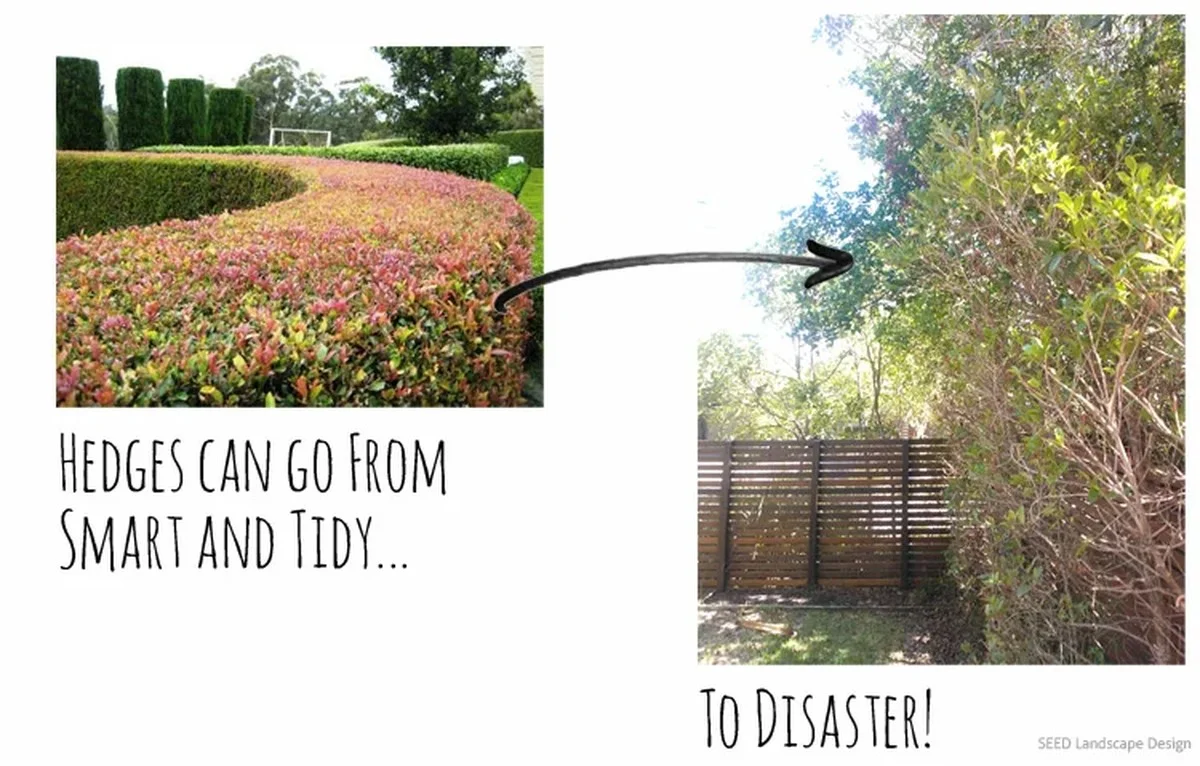 Les paysagistes vous implorent : ne taillez jamais vos lavandes de cette façon. - image 2