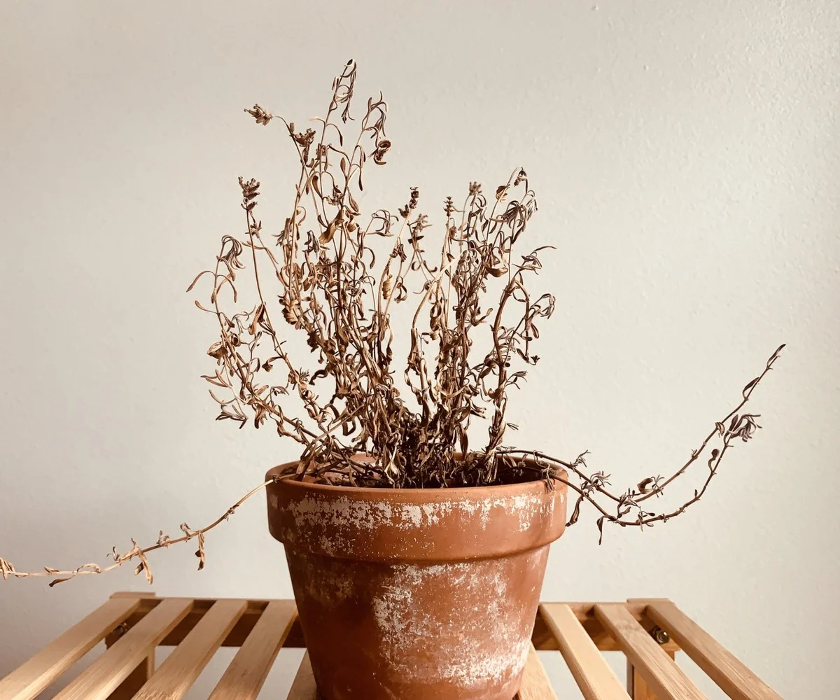 Les paysagistes professionnels révèlent : l