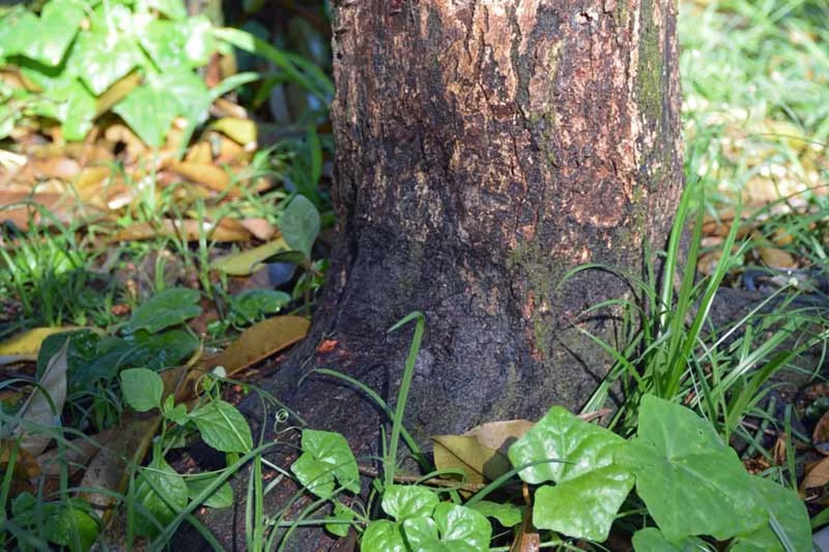 Paysagistes révèlent : l