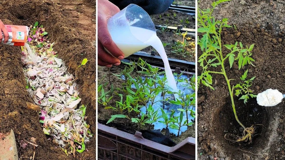 Carton brun entre vos cultures ? Pourquoi ce paillage gratuit surpasse les solutions commerciales. - image 1