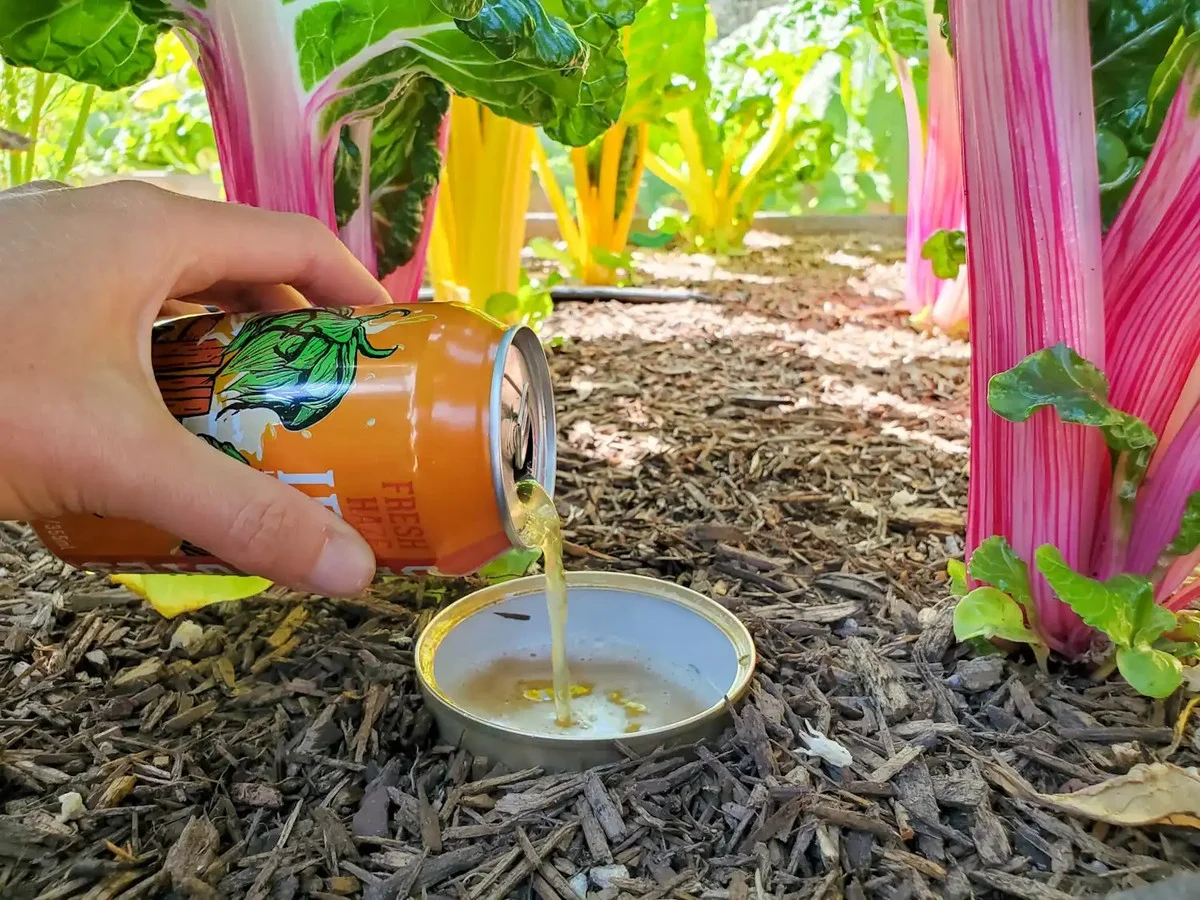 Une canette de bière enterrée dans le jardin ? Le piège à limaces que les professionnels utilisent.