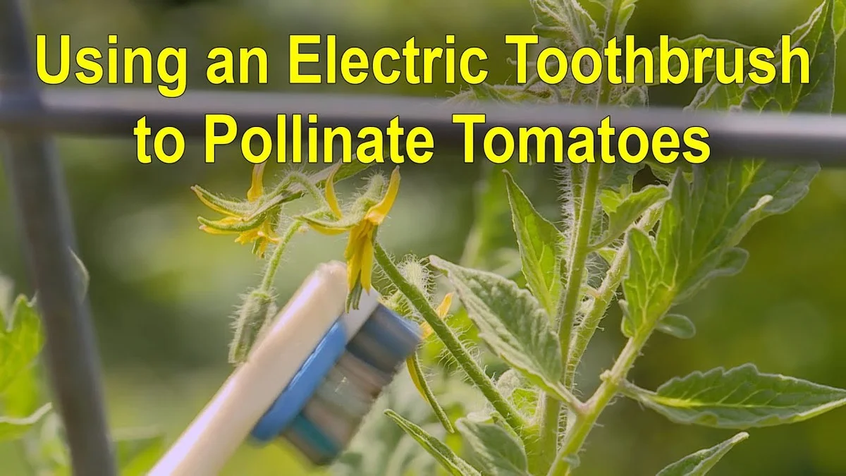Une vieille brosse à dents pour polliniser les fleurs ? Cette technique étonnante augmente vos récoltes de 40%.
