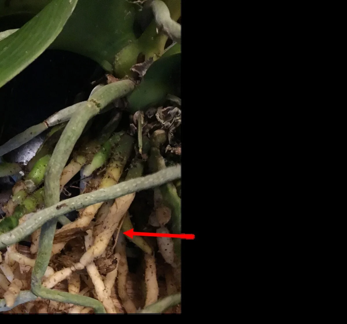 Pourquoi les vrais experts mettent de la cannelle sur leurs orchidées (et ce que ça change vraiment) - image 2