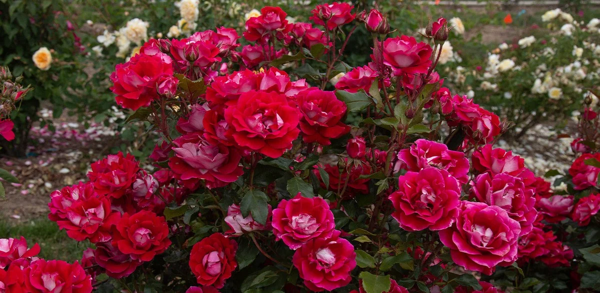 Du savon noir sur les rosiers ? Le remède naturel que tous les jardiniers français adoptent.