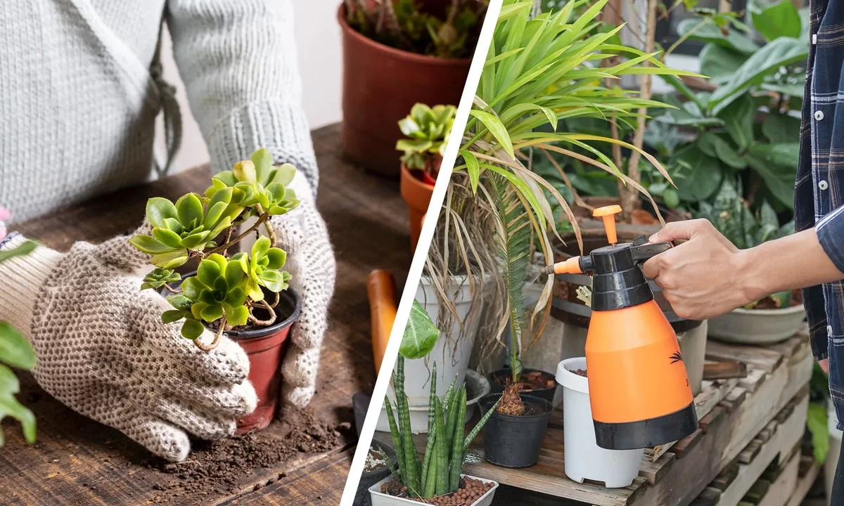 Des bouteilles plastiques coupées dans votre potager ? La solution géniale contre les limaces.
