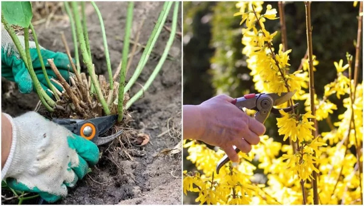 Les pépiniéristes vous implorent : ne jamais tailler ces arbustes au printemps.