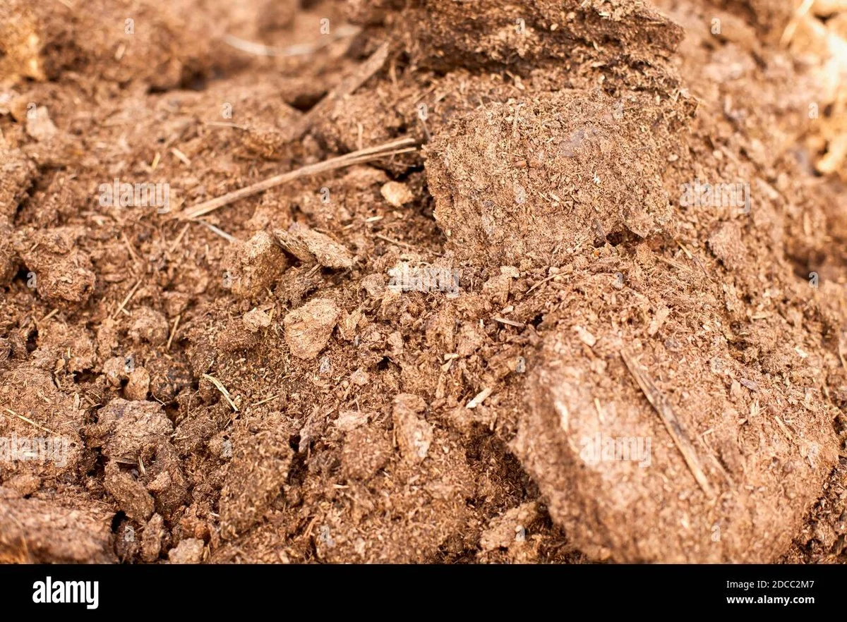 Du marc de café dans vos plates-bandes ? Pourquoi les jardiniers adorent cette astuce fertilisante. - image 1