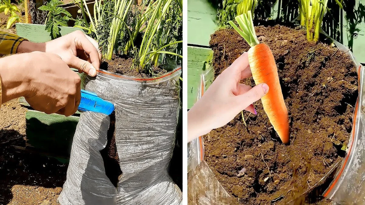 Du bicarbonate de soude sur vos fraisiers ? Voici pourquoi votre récolte va doubler. - image 1