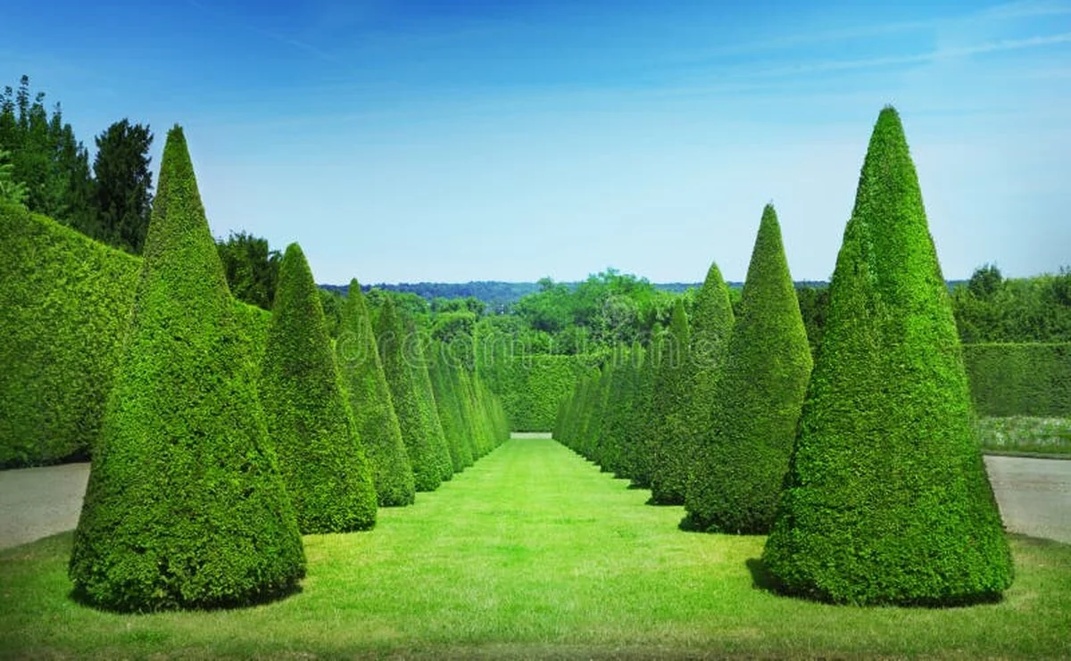Les paysagistes vous supplient : ne taillez jamais vos arbustes de cette façon. - image 2