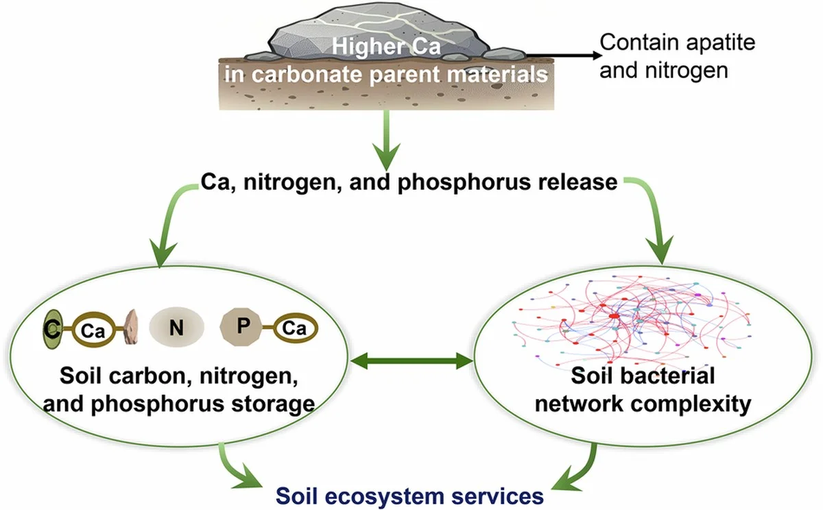 descoquillesduf-gen-2.webp Des coquilles d