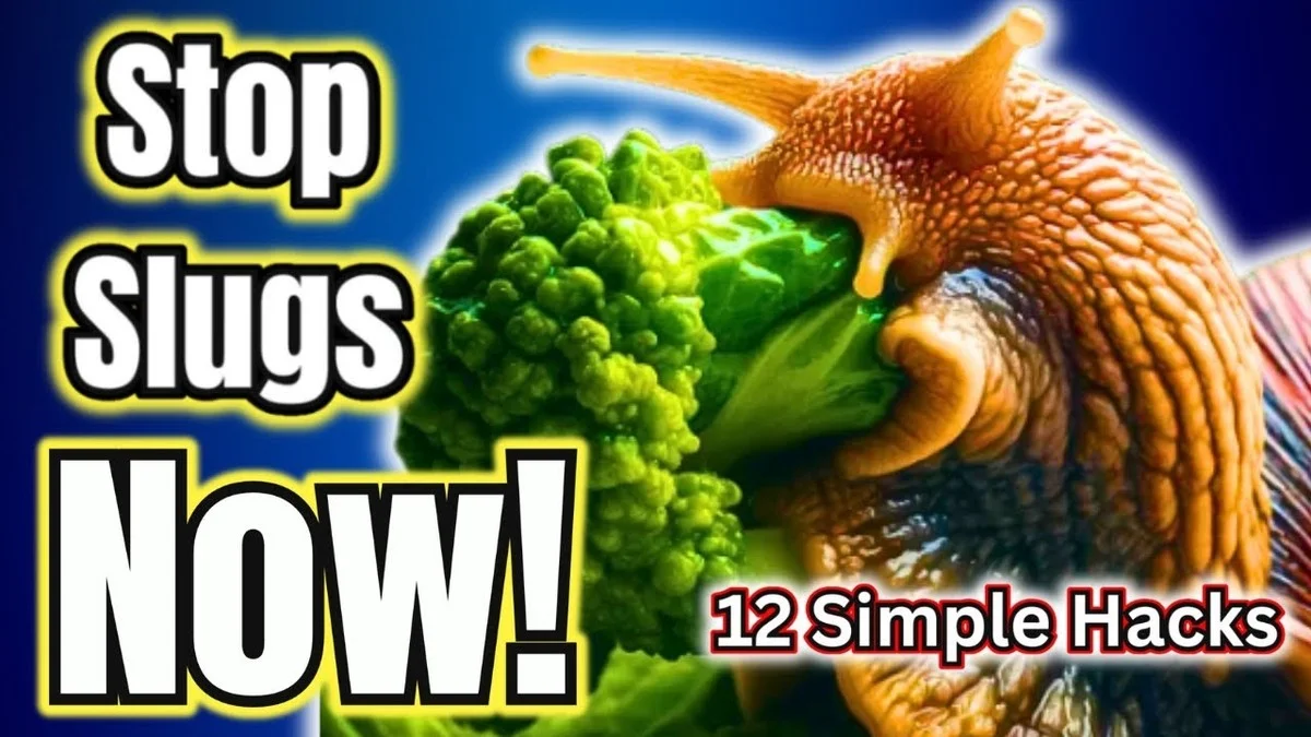 desbouchonsdeli-gen-2.webp Des bouchons de liège plantés autour du potager ? L