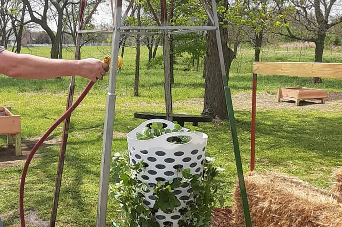 Un vieux panier à linge comme protecteur de jeunes plants ? Économisez 15€ sur les cloches de jardin.