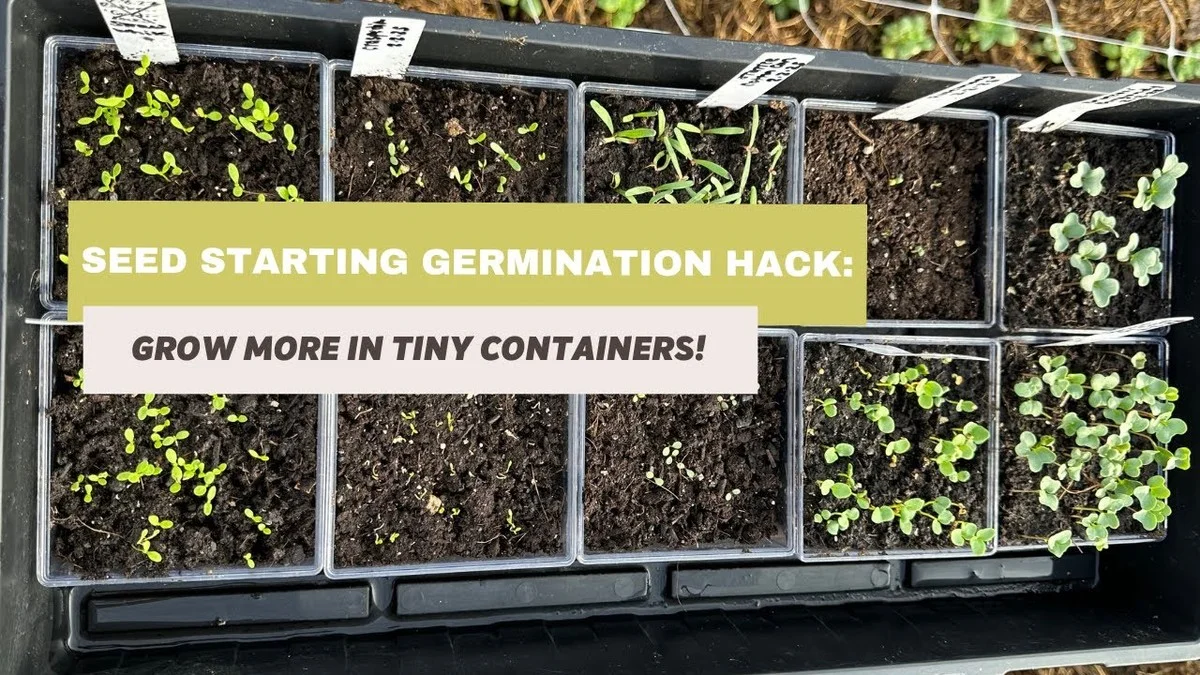 Des bouteilles plastique coupées comme mini-serres ? Pourquoi vos semis pousseront 2 fois plus vite. - image 2