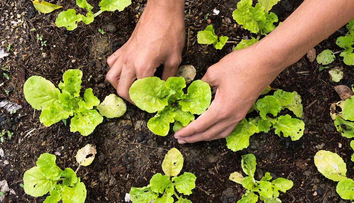 Peaux de bananes enterrées près des fraisiers ? Pourquoi les jardiniers experts le font. - image 2