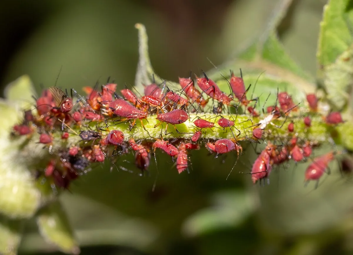 Du savon de Marseille dilué sur vos rosiers ? Adieu pucerons sans produits chimiques.