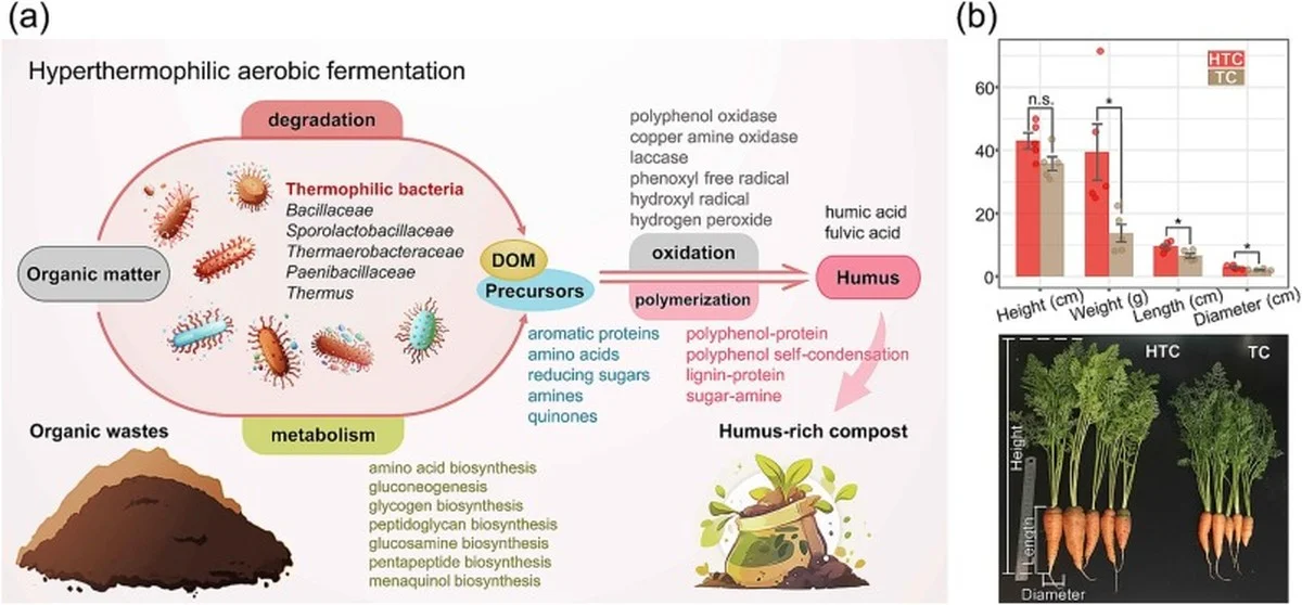 Des bouchons de liège dans votre compost ? L