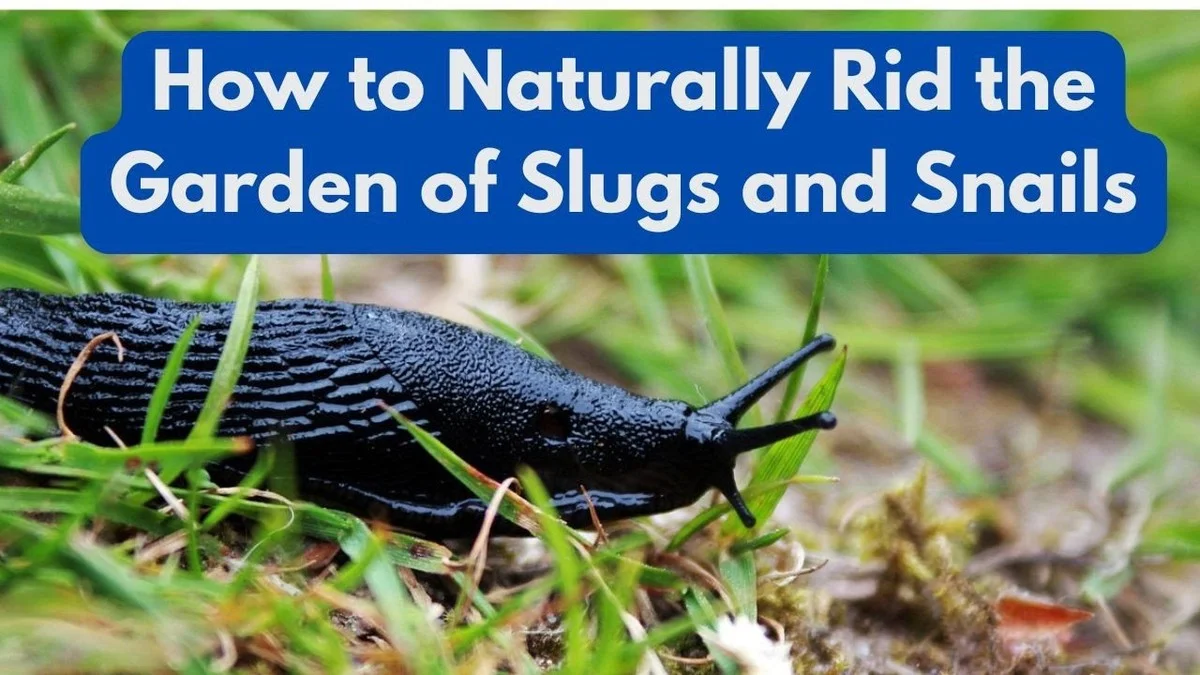 Des coquilles d'œufs écrasées autour des plants de tomates ? Le secret contre les limaces.