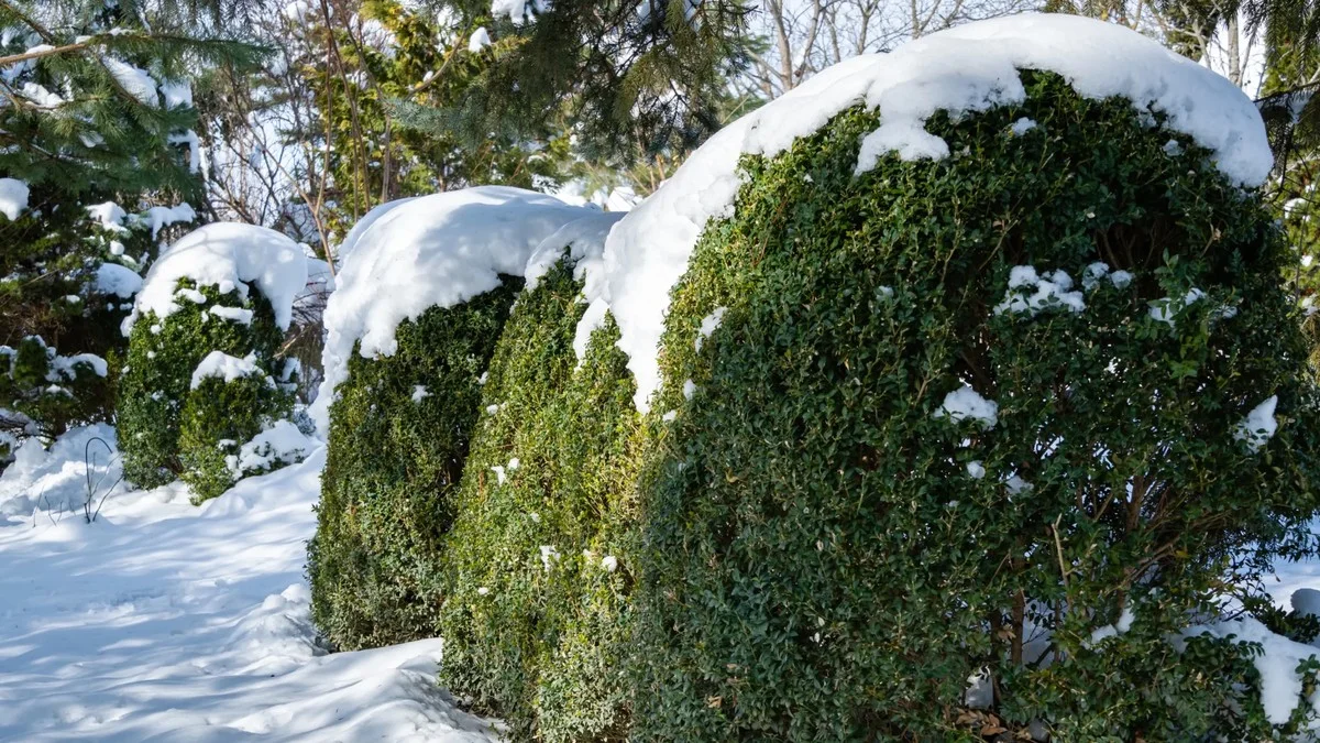 Les paysagistes vous supplient : ne taillez jamais vos arbustes de cette façon en automne. - image 2