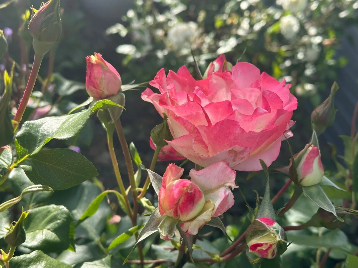 Des pelures de banane enterrées sous vos rosiers ? Leur effet spectaculaire sur les fleurs. - image 2