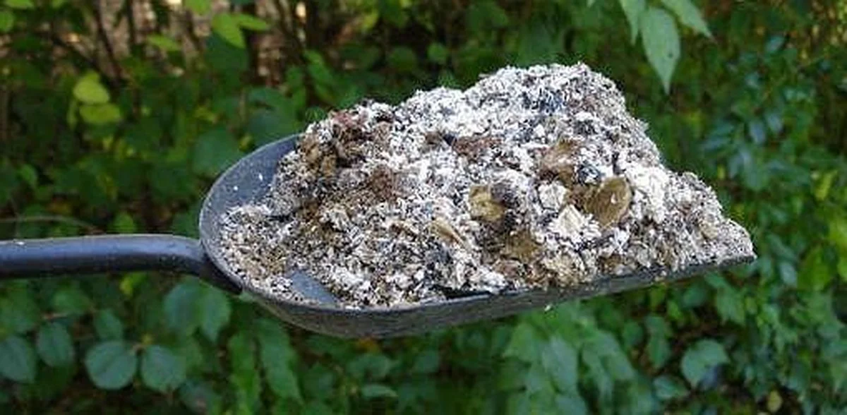 despeauxdebanan-gen-2.webp Des peaux de bananes enterrées près des rosiers ? Pourquoi les jardiniers expérimentés le font. - image 1