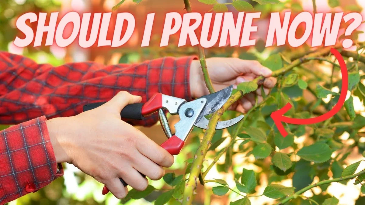 Les paysagistes vous supplient : ne taillez jamais vos arbustes à cette période. - image 2