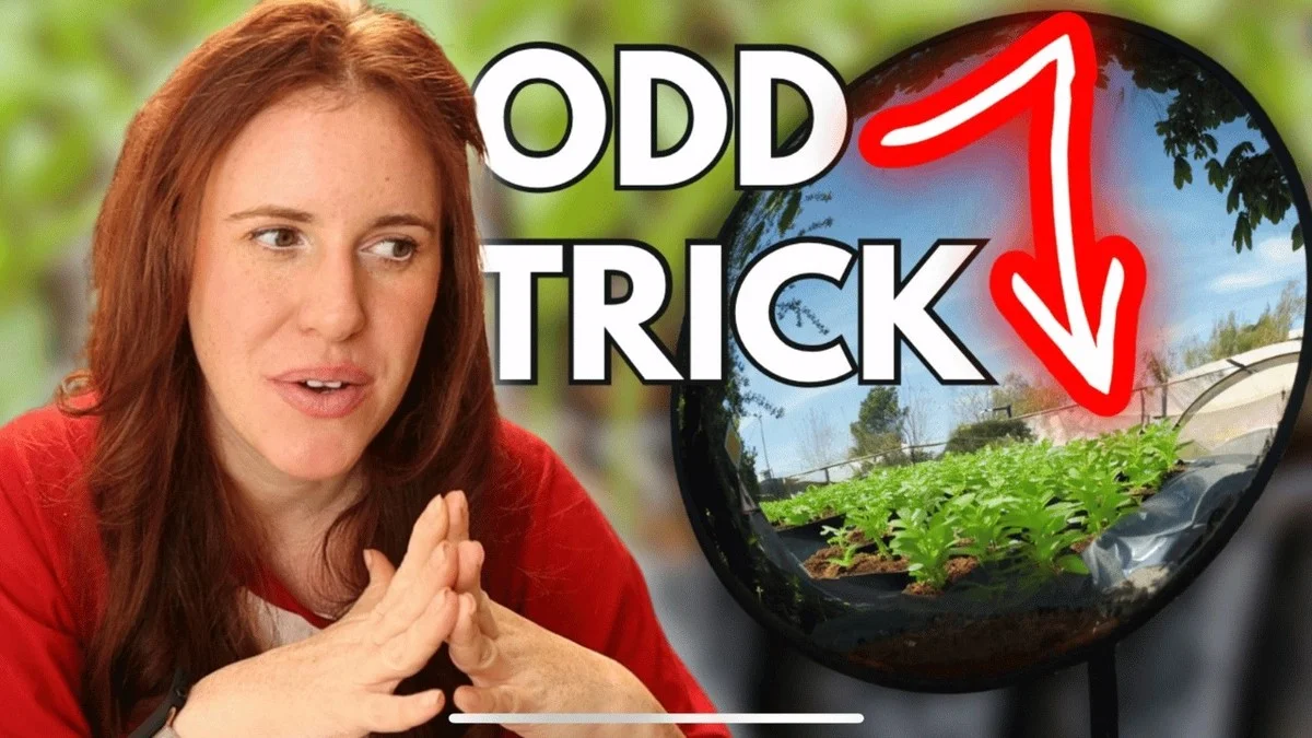 Une bouteille en plastique coupée sur vos semis ? L