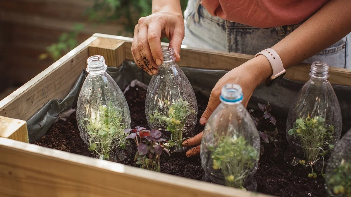 Une bouteille en plastique coupée sur vos jeunes plants ? Protection contre le gel garantie.