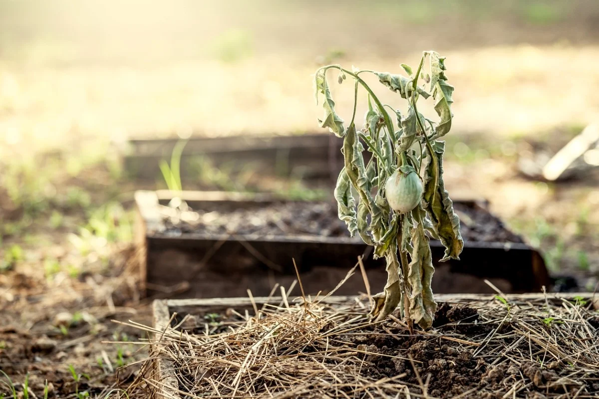Les pépiniéristes vous supplient : ne faites jamais cette erreur lors de la plantation des arbustes.
