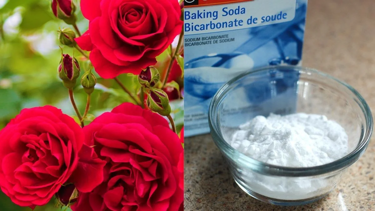 Le bicarbonate de soude sur les rosiers ? Le remède secret contre l'oïdium.