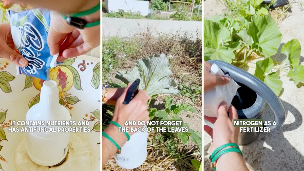 Du marc de café dans vos plates-bandes ? Pourquoi les jardiniers l