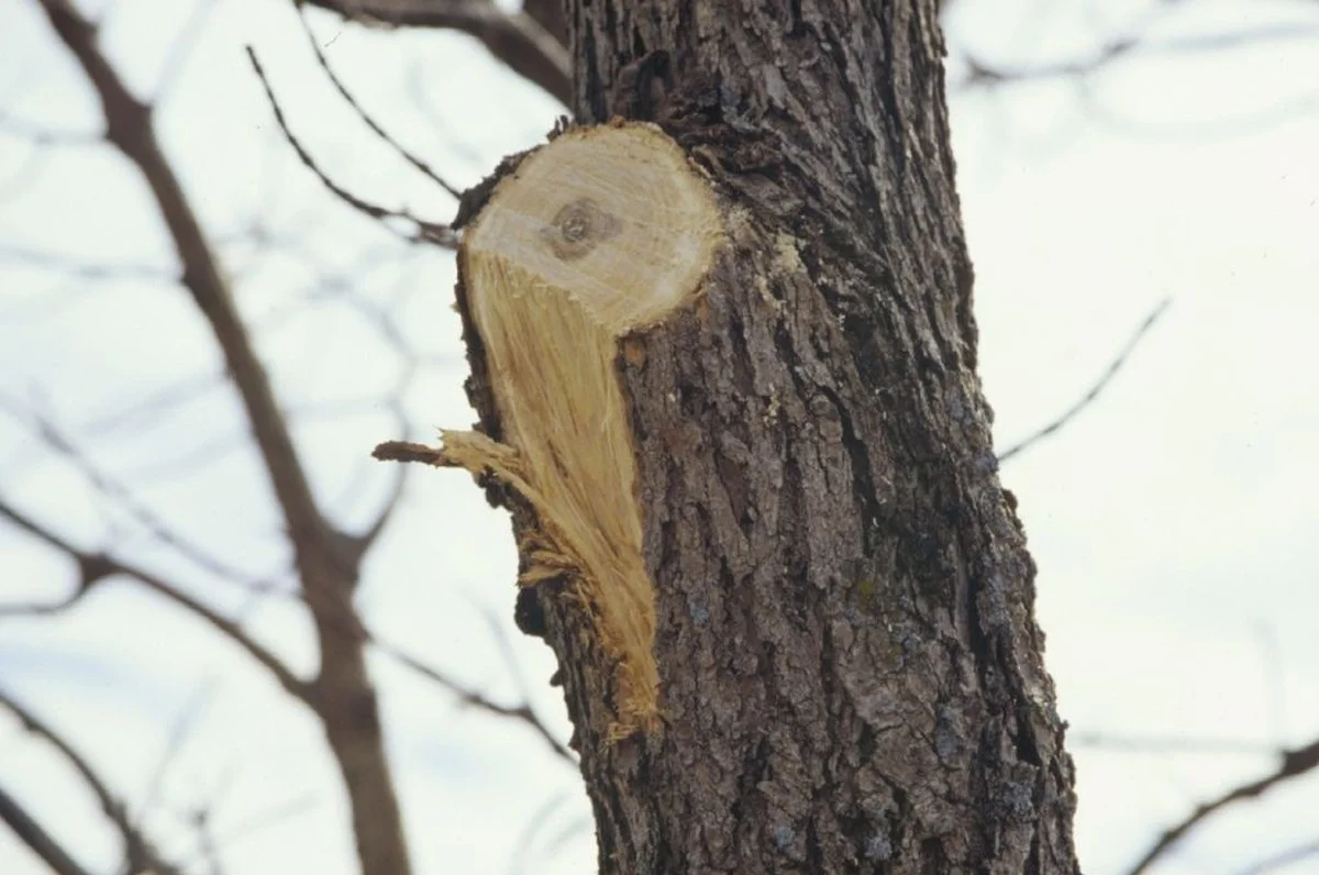 Les paysagistes professionnels révèlent : l'erreur fatale que vous faites en taillant vos arbustes.