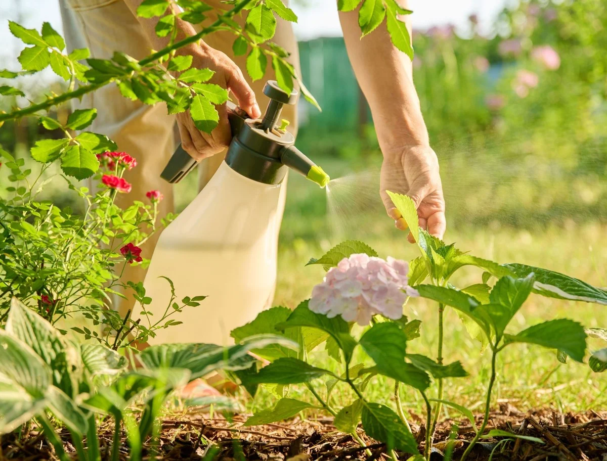 Du marc de café dans les massifs de roses ? La solution étonnante contre les pucerons. - image 1